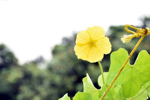 ridge gourd flower yellow flower rainy