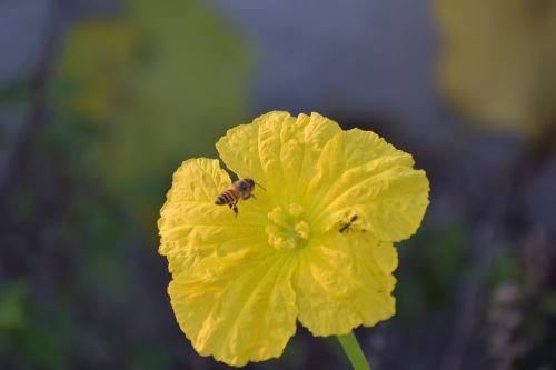ridge gourd flower yellow flower honey bee