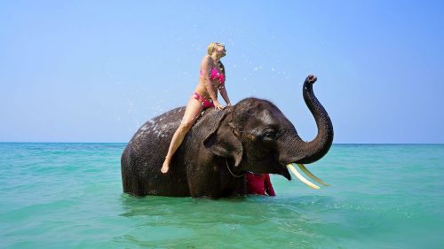 riding on an elephant bathing sea
