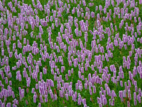 riedwiese meadow knotweed wiesenknöterich