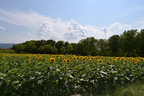 rieti sunflowers field