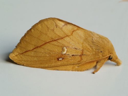 rietvink moth bug