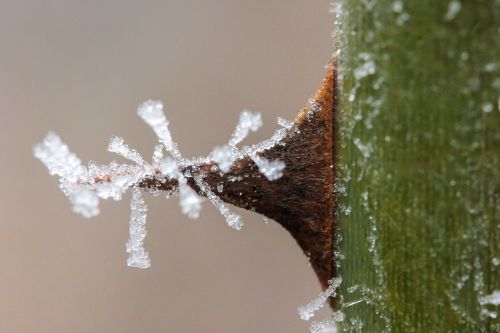 rime thorn spike