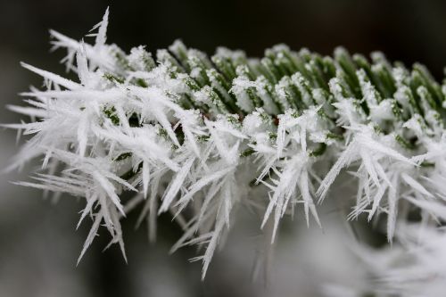 rime frost pine