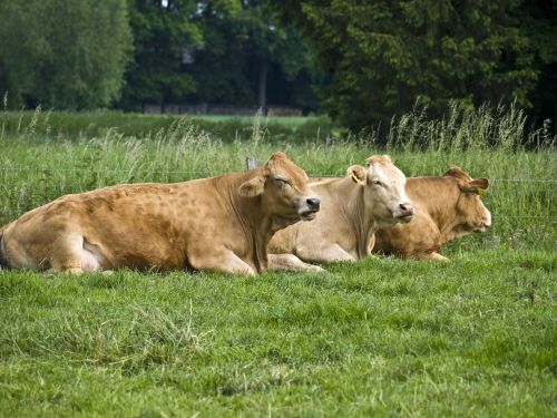 Cattle On Pasture