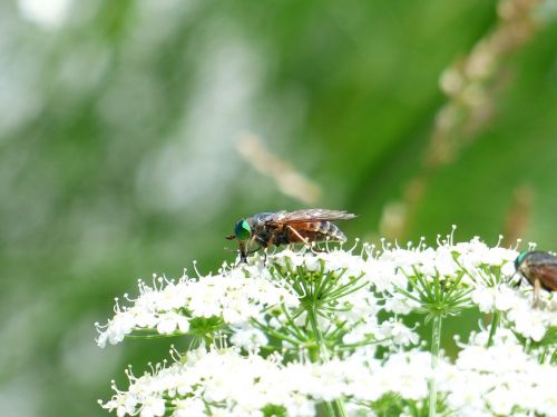 rinderbremse green eyes green compound eye