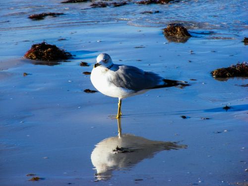 ring-billed gull sea gulls