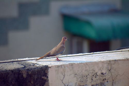 ring-necked dove indian dove bird