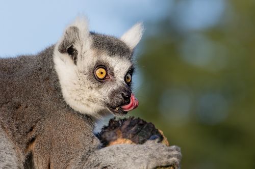 ring tailed lemur primate mammal