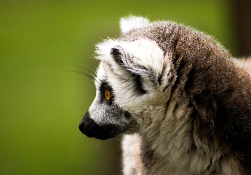 ring tailed lemur madagascar wildlife