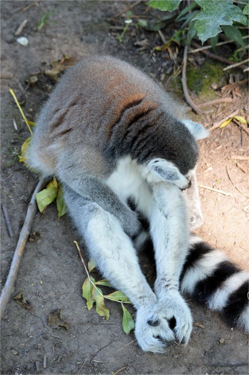 Ring-tailed Lemur