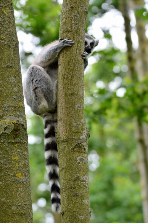 Ring-tailed Lemur