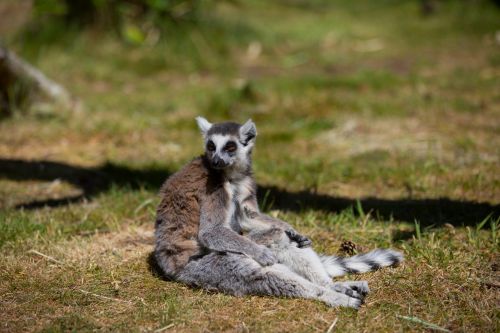 Ring-Tailed Lemur