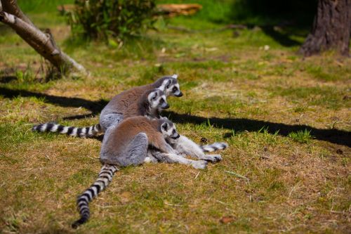 Ring-Tailed Lemur