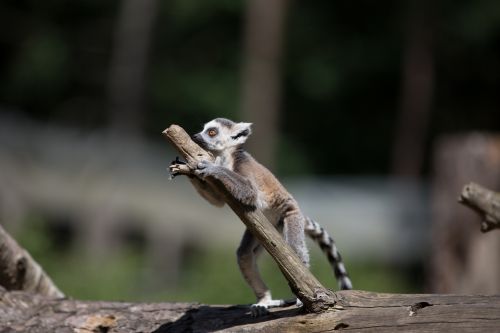 Ring-Tailed Lemur