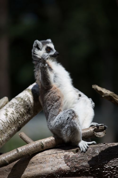 Ring-Tailed Lemur