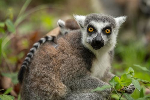 ring-tailed lemur lemur catta duke lemur center