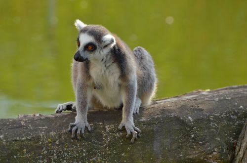 ring tailed lemur zoo lemurs