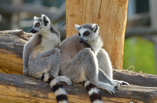 ring tailed lemur zoo lemurs