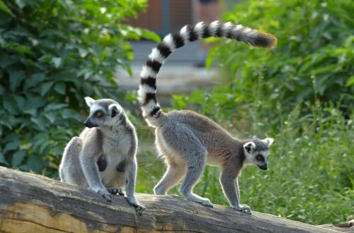 ring tailed lemur zoo lemurs