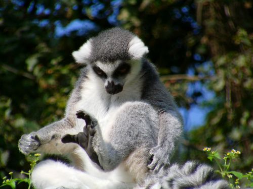 ring tailed lemur monkey lermuren