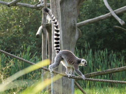 ring tailed lemur lemur madagascar