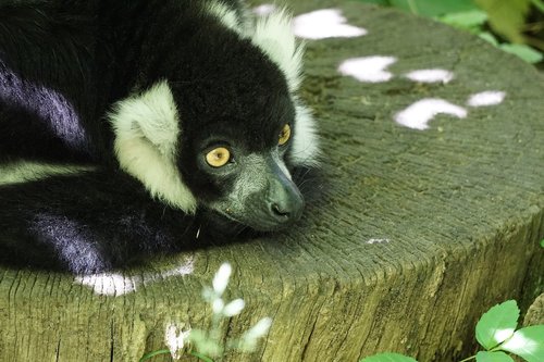 ring tailed lemur  zoo  madagascar