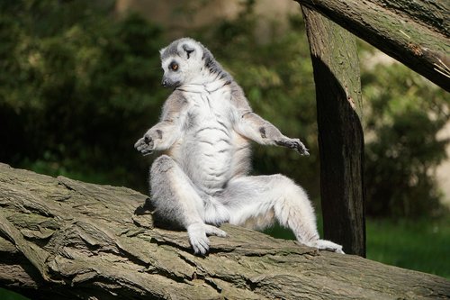 ring tailed lemur  fur  zoo