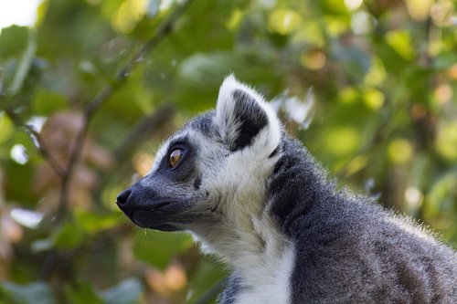 ring tailed lemur  zoo  lemur
