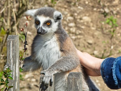ring tailed lemur  lemur catta  lemur