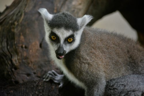 ring tailed lemur  zoo  animal