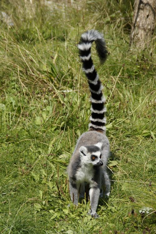 ring tailed lemur prosimian lemur catta