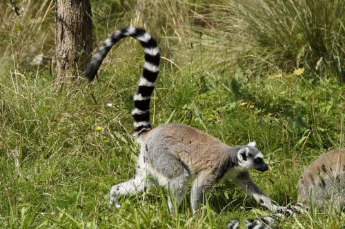 ring tailed lemur lemur prosimian