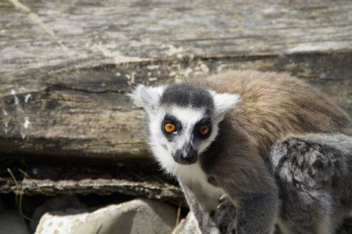 ring tailed lemur lemur prosimian