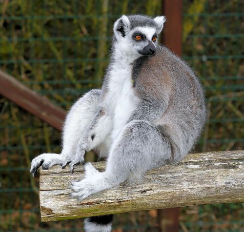 ring tailed lemur lemur lemur catta