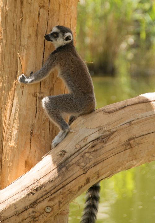 ring tailed lemur eye lemur catta