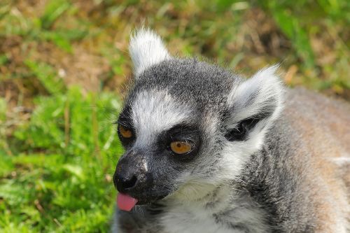 ring tailed lemur lemur lemur catta
