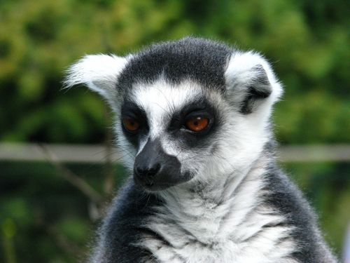 ring tailed lemur animal world portrait