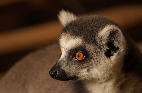 ring tailed lemur catta lemur