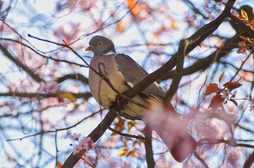 ringdove  the wood-pigeon  dove
