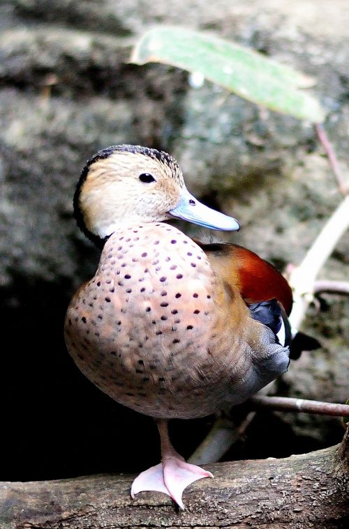 ringed teal duck fowl