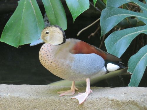 ringed teal duck close-up bird