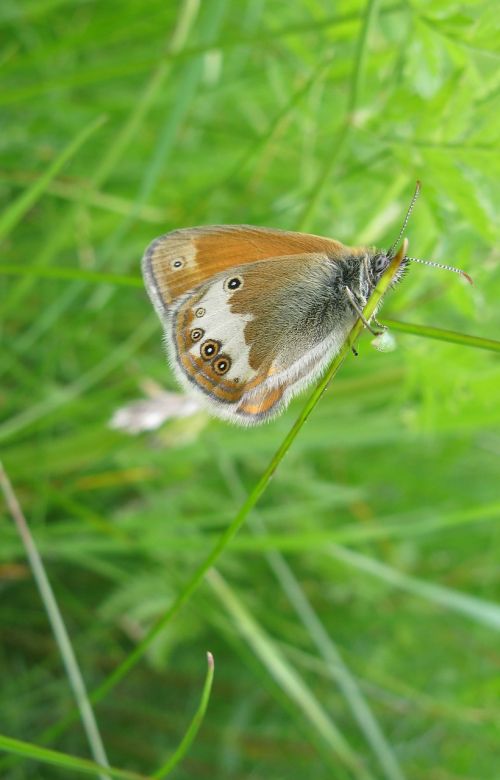 ringlet butterfly summer