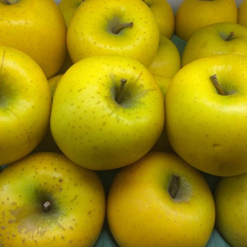 ringo apple yellow