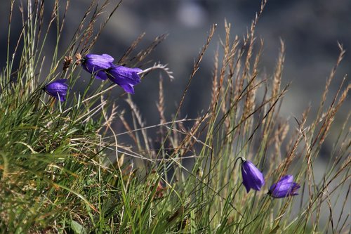 ringtones  alpine  wild flowers