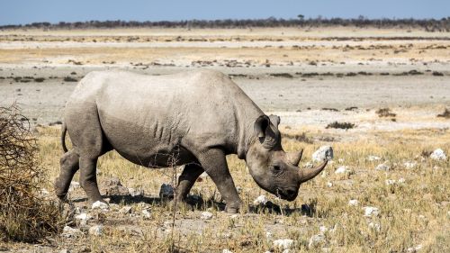 rinozeros rhino breitmaulnashorn
