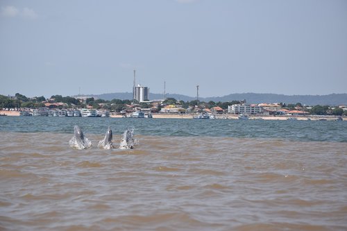 rio  river  amazon