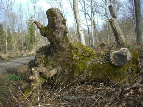 riparian zone forest path log