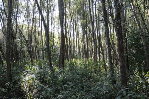 riparian zone thicket light