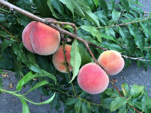 ripe peaches summer